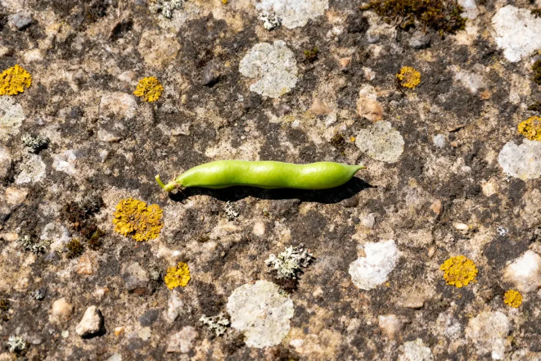 Gousse de pois verte sur pierre tachée de lichen jaune et gris. Texture granuleuse et rugueuse visible.