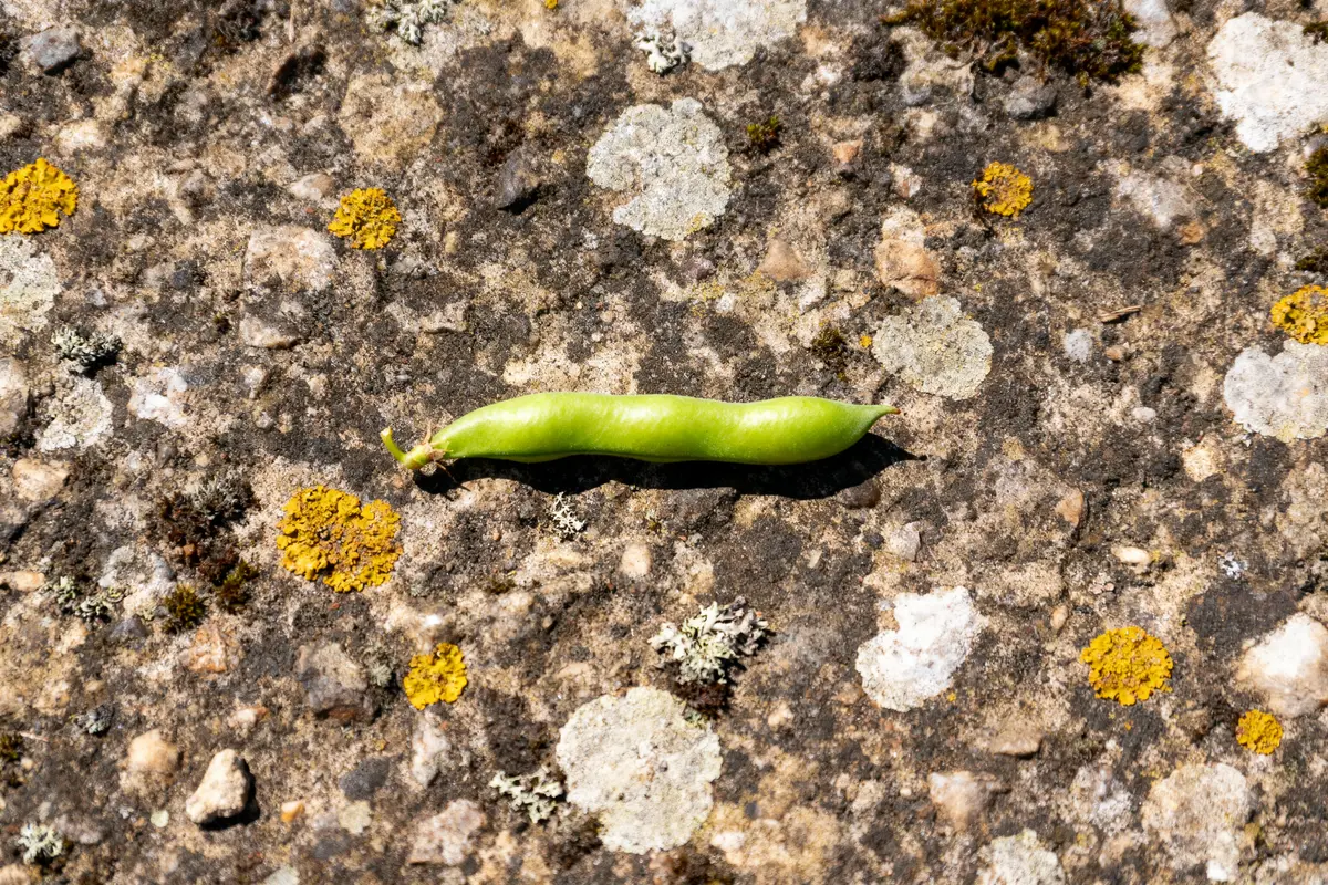 Gousse de pois verte sur pierre tachée de lichen jaune et gris. Texture granuleuse et rugueuse visible.