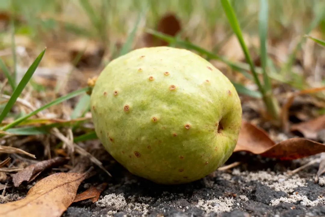 Galle de chêne verte tombée sur le sol, entourée d'herbe et de feuilles mortes.