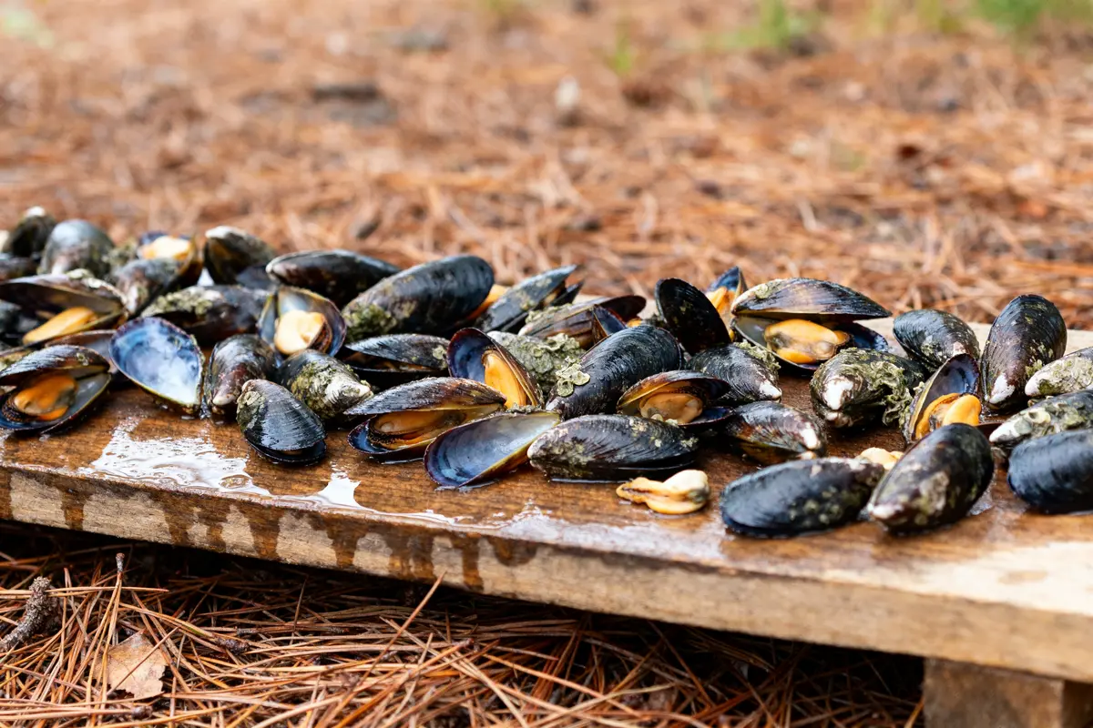 Éclade de moules sur planche en bois, posée sur des aiguilles de pin