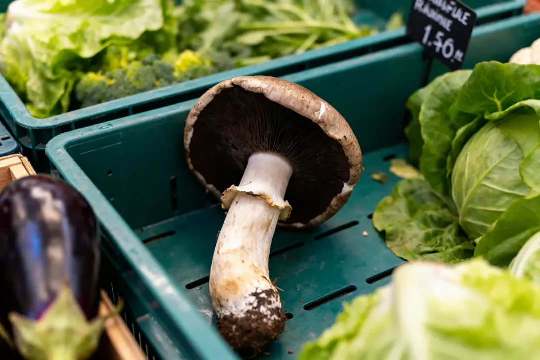 Un champignon frais entouré de légumes pour conserver les trompettes-de-la-mort efficacement