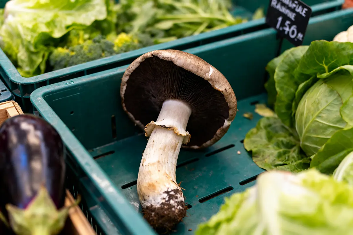 Un champignon frais entouré de légumes pour conserver les trompettes-de-la-mort efficacement
